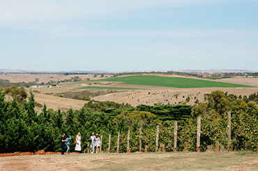 Austins Vineyard